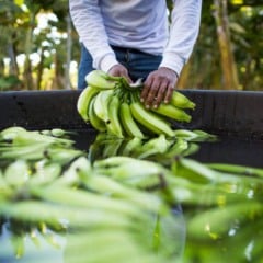 O Instituto de Defesa Agropecuária e Florestal do Acre (Idaf) reforçou, nesta quarta-feira (3), as ações de capacitação de produtores contra o moko da bananeira, doença que ameaça a produção de banana no estado.