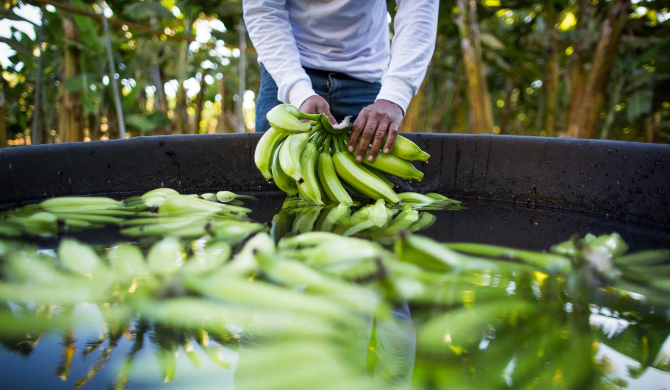 O Instituto de Defesa Agropecuária e Florestal do Acre (Idaf) reforçou, nesta quarta-feira (3), as ações de capacitação de produtores contra o moko da bananeira, doença que ameaça a produção de banana no estado. O Instituto de Defesa Agropecuária e Florestal do Acre (Idaf) reforçou, nesta quarta-feira (3), as ações de capacitação de produtores contra o moko da bananeira, doença que ameaça a produção de banana no estado.