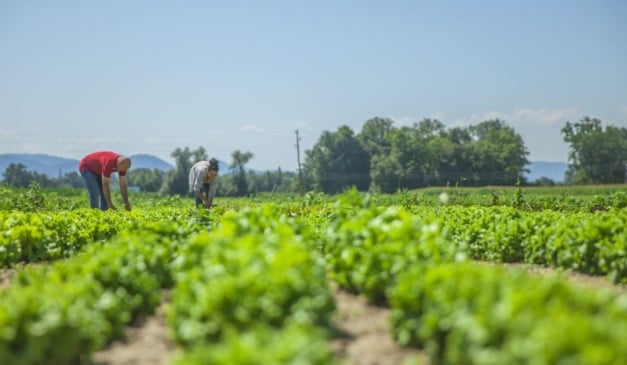 A agricultura brasileira vive um avanço silencioso, mas decisivo, com a rápida expansão da chamada agricultura de precisão. O método reúne práticas e tecnologias que permitem manejar a lavoura considerando as diferenças existentes dentro de cada área, tornando o uso dos recursos mais eficiente.