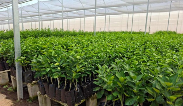 A Agência Goiana de Defesa Agropecuária (Agrodefesa) alerta para o prazo de recadastramento obrigatório no Serviço de Inspeção Estadual (SIE) até 31 de dezembro de 2025. A medida é essencial para garantir aos estabelecimentos comerciais e industriais do setor agropecuário a regularidade das atividades, a segurança sanitária e a continuidade das operações no campo e na agroindústria de Goiás.