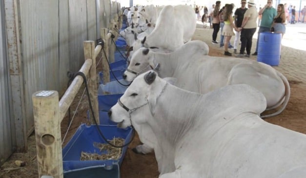 O Produto Interno Bruto (PIB) do agronegócio da Bahia cresceu 8,1% em termos nominais no terceiro trimestre de 2025 em relação ao mesmo período de 2024, impulsionado pela expansão de 6,2% no volume de bens e serviços do setor e por alta de 1,8% nos preços, segundo dados da Superintendência de Estudos Econômicos e Sociais da Bahia (SEI). Em valores correntes, o segmento somou R$ 32,5 bilhões, o equivalente a 24,9% da atividade econômica do Estado, participação levemente inferior à observada um ano antes.