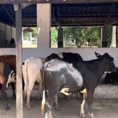 Alagoas emitiu, pela primeira vez, um certificado de Estabelecimento de Criação Livre de Brucelose, concedido pela Agência de Defesa e Inspeção Agropecuária de Alagoas (Adeal) ao Instituto Federal de Alagoas (Ifal), campus Satuba.