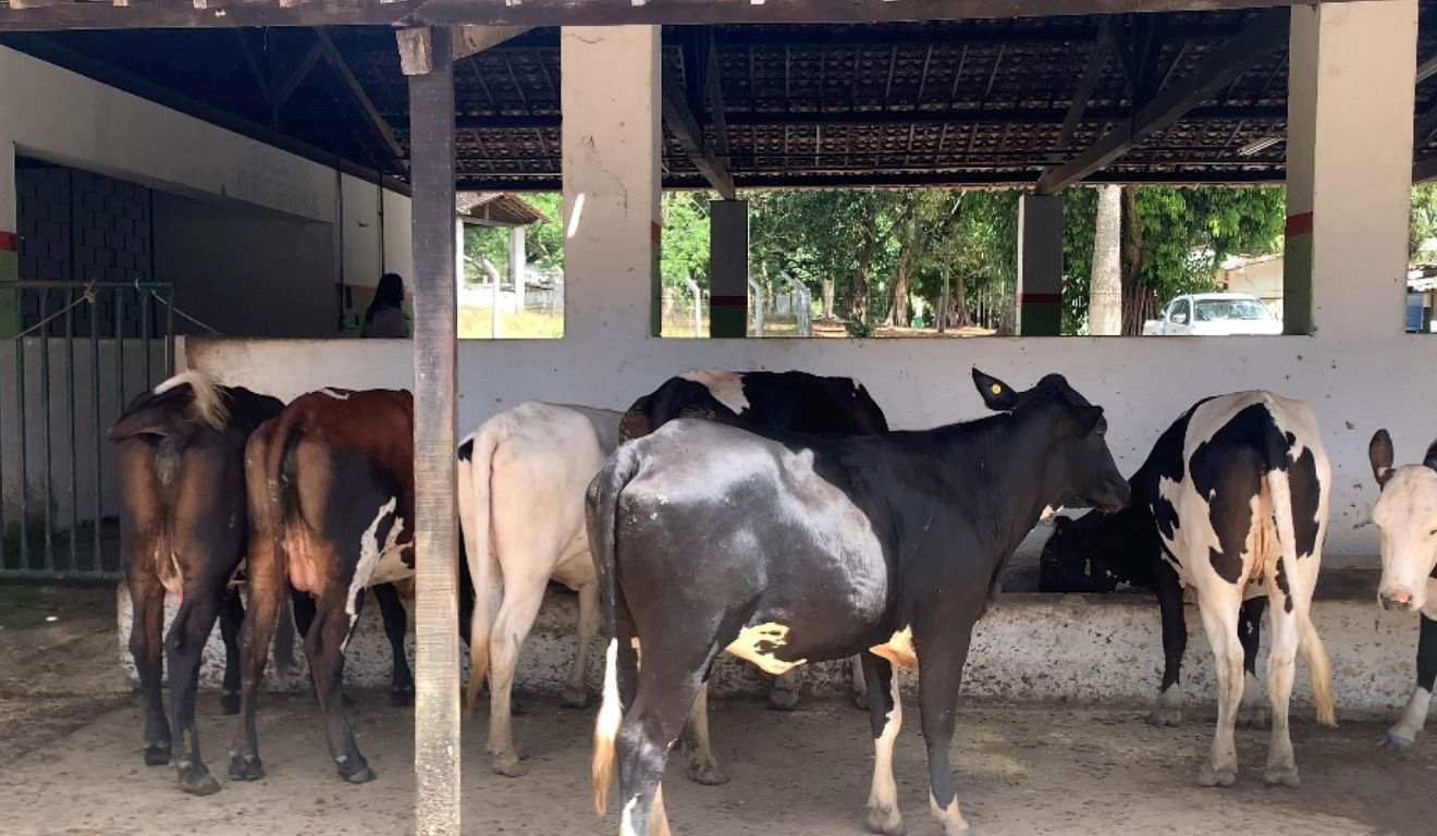 Alagoas emitiu, pela primeira vez, um certificado de Estabelecimento de Criação Livre de Brucelose, concedido pela Agência de Defesa e Inspeção Agropecuária de Alagoas (Adeal) ao Instituto Federal de Alagoas (Ifal), campus Satuba.