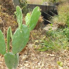 Famílias agricultoras do Semiárido brasileiro e técnicos extensionistas já podem utilizar o aplicativo GuardeÁgua, que auxilia na identificação de áreas adequadas para barragens subterrâneas, indica práticas de manejo do solo e da água e sugere cultivos apropriados aos locais de plantio. O lançamento oficial da ferramenta, disponível gratuitamente na Play Store, ocorreu em 10 de dezembro, em Santana do Ipanema (AL).