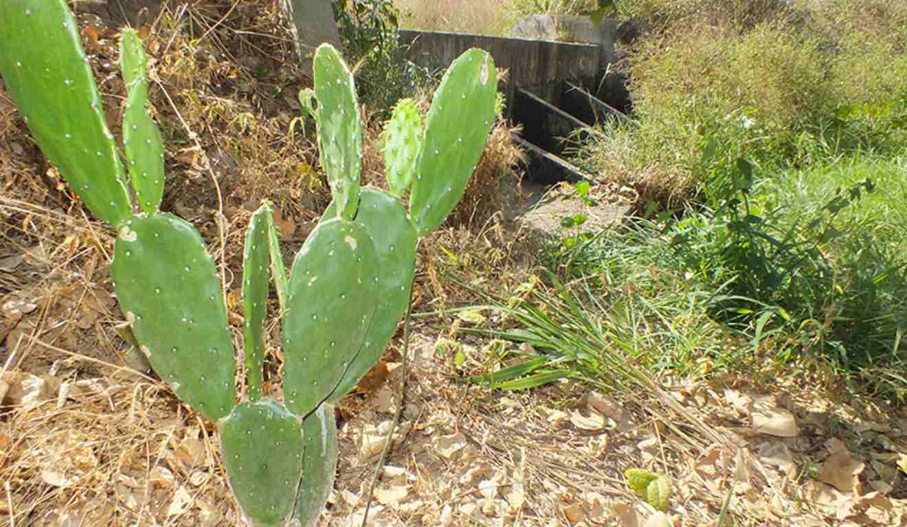 Famílias agricultoras do Semiárido brasileiro e técnicos extensionistas já podem utilizar o aplicativo GuardeÁgua, que auxilia na identificação de áreas adequadas para barragens subterrâneas, indica práticas de manejo do solo e da água e sugere cultivos apropriados aos locais de plantio. O lançamento oficial da ferramenta, disponível gratuitamente na Play Store, ocorreu em 10 de dezembro, em Santana do Ipanema (AL). Famílias agricultoras do Semiárido brasileiro e técnicos extensionistas já podem utilizar o aplicativo GuardeÁgua, que auxilia na identificação de áreas adequadas para barragens subterrâneas, indica práticas de manejo do solo e da água e sugere cultivos apropriados aos locais de plantio. O lançamento oficial da ferramenta, disponível gratuitamente na Play Store, ocorreu em 10 de dezembro, em Santana do Ipanema (AL).