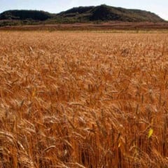 A &aacute;rea semeada com trigo no Brasil voltou a diminuir em 2025, segundo o novo boletim semanal do Centro de Estudos Avan&ccedil;ados em Economia Aplicada (Cepea-Esalq/USP), publicado nesta ter&ccedil;a-feira (23). A retra&ccedil;&atilde;o est&aacute; diretamente relacionada a baixa produtividade da safra de trigo de 2024, afetada, principalmente, pelo clima adverso