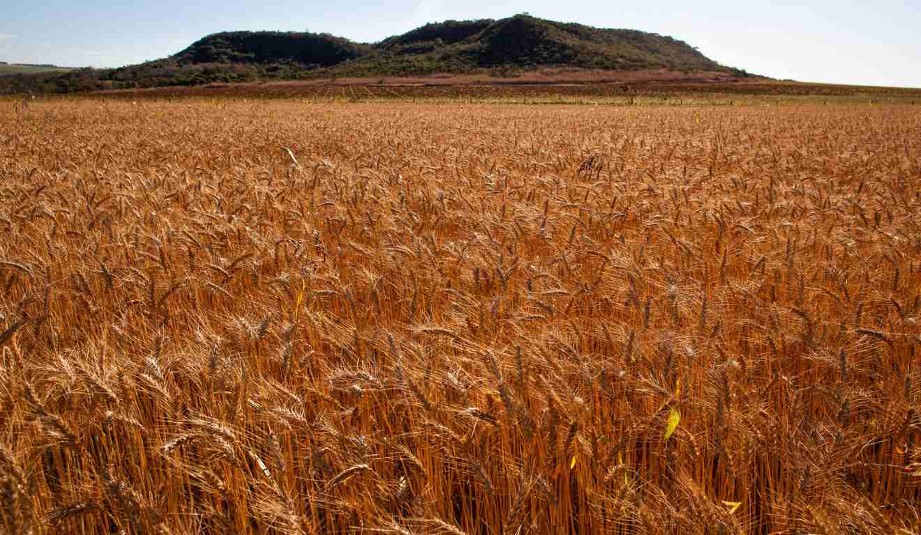 A área semeada com trigo no Brasil voltou a diminuir em 2025, segundo o novo boletim semanal do Centro de Estudos Avançados em Economia Aplicada (Cepea-Esalq/USP), publicado nesta terça-feira (23). A retração está diretamente relacionada a baixa produtividade da safra de trigo de 2024, afetada, principalmente, pelo clima adverso A área semeada com trigo no Brasil voltou a diminuir em 2025, segundo o novo boletim semanal do Centro de Estudos Avançados em Economia Aplicada (Cepea-Esalq/USP), publicado nesta terça-feira (23). A retração está diretamente relacionada a baixa produtividade da safra de trigo de 2024, afetada, principalmente, pelo clima adverso