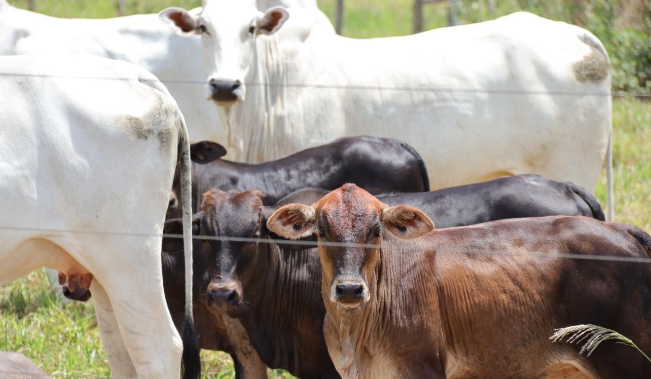 A Agência Estadual de Defesa Sanitária Animal e Vegetal (Iagro) reforçou o alerta para que produtores rurais de Mato Grosso do Sul regularizem a vacinação e o registro do rebanho contra a brucelose. Levantamento atualizado até segunda-feira (15) mostra que 1.803 atestados de vacinação seguem sem registro, apesar da imunização de 48.578 fêmeas entre julho e dezembro deste ano. A Agência Estadual de Defesa Sanitária Animal e Vegetal (Iagro) reforçou o alerta para que produtores rurais de Mato Grosso do Sul regularizem a vacinação e o registro do rebanho contra a brucelose. Levantamento atualizado até segunda-feira (15) mostra que 1.803 atestados de vacinação seguem sem registro, apesar da imunização de 48.578 fêmeas entre julho e dezembro deste ano.