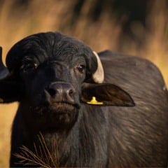 Segundo o Instituto de Desenvolvimento Rural do Paraná (IDR-Paraná), os criadores de búfalos podem aumentar a renda em até 50% até o fim de 2026, graças ao trabalho conjunto entre pecuaristas e o IDR-Paraná, estruturado em quatro pilares: sanidade, nutrição, genética e comercialização.