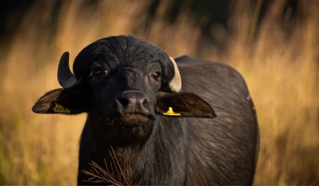 Segundo o Instituto de Desenvolvimento Rural do Paraná (IDR-Paraná), os criadores de búfalos podem aumentar a renda em até 50% até o fim de 2026, graças ao trabalho conjunto entre pecuaristas e o IDR-Paraná, estruturado em quatro pilares: sanidade, nutrição, genética e comercialização.
