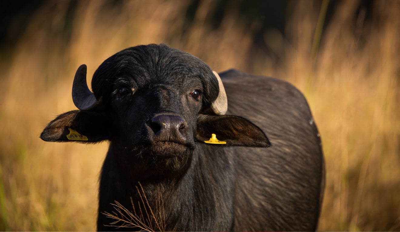Segundo o Instituto de Desenvolvimento Rural do Paraná (IDR-Paraná), os criadores de búfalos podem aumentar a renda em até 50% até o fim de 2026, graças ao trabalho conjunto entre pecuaristas e o IDR-Paraná, estruturado em quatro pilares: sanidade, nutrição, genética e comercialização.