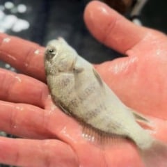 A Secretaria Executiva da Aquicultura e Pesca de Santa Catarina publicou, na sexta-feira (12), a Portaria SAQ n&ordm; 009/2025, que define o tamanho m&iacute;nimo permitido para a captura do burriquete, tamb&eacute;m conhecido como miraguaia (Pogonias courbina), no litoral catarinense. A medida atende a demandas do setor de maricultura.