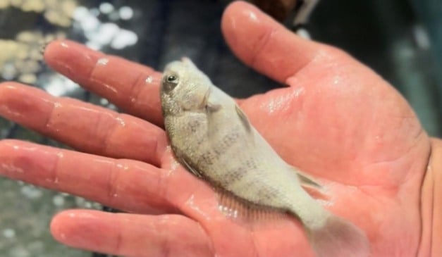 A Secretaria Executiva da Aquicultura e Pesca de Santa Catarina publicou, na sexta-feira (12), a Portaria SAQ nº 009/2025, que define o tamanho mínimo permitido para a captura do burriquete, também conhecido como miraguaia (Pogonias courbina), no litoral catarinense. A medida atende a demandas do setor de maricultura.