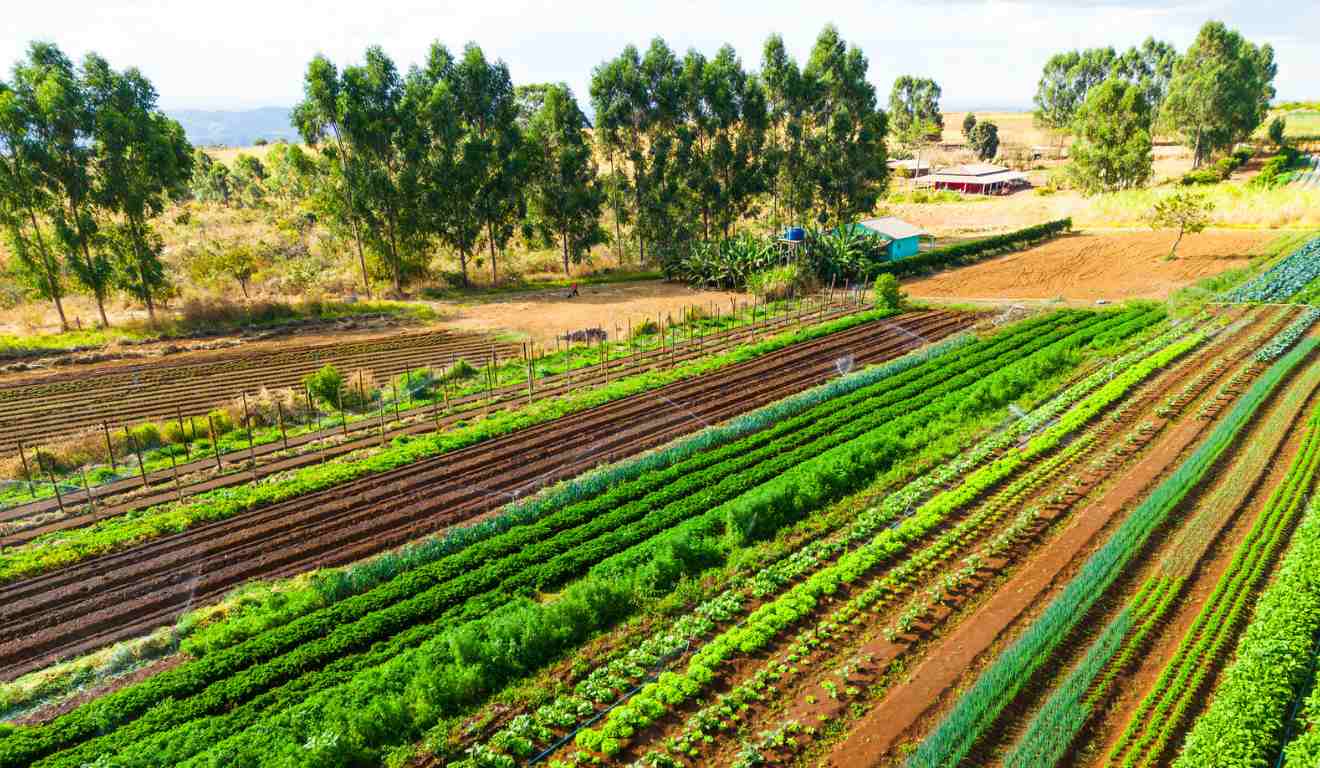 O governo do Ceará anunciou R$ 309 milhões em investimentos para agricultura familiar cearense. voltados à ampliação da produção, segurança hídrica, assistência técnica para fortalecer as cadeias produtivas no campo. O pacote de ações estão reunidos em novos editais de Assistência Técnica e Extensão Rural (ATER) como foco em uso racional de água, entrega de sementes e parcerias institucionais entre estado e produtores rurais. O governo do Ceará anunciou R$ 309 milhões em investimentos para agricultura familiar cearense. voltados à ampliação da produção, segurança hídrica, assistência técnica para fortalecer as cadeias produtivas no campo. O pacote de ações estão reunidos em novos editais de Assistência Técnica e Extensão Rural (ATER) como foco em uso racional de água, entrega de sementes e parcerias institucionais entre estado e produtores rurais.
