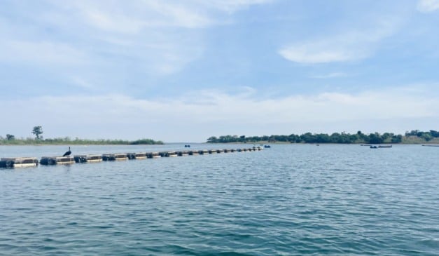 O Centro de Excelência e Inovação em Aquicultura da ADM, localizado em Aparecida do Taboado, no Mato Grosso do Sul, completou 15 anos como um dos principais polos de pesquisa aplicada para aquicultura na América Latina