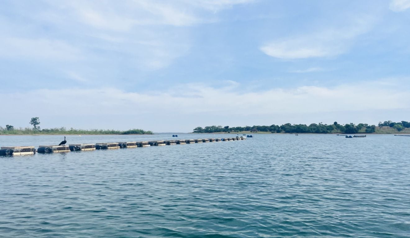 O Centro de Excelência e Inovação em Aquicultura da ADM, localizado em Aparecida do Taboado, no Mato Grosso do Sul, completou 15 anos como um dos principais polos de pesquisa aplicada para aquicultura na América Latina