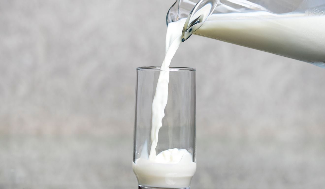 Segundo dados do Centro de Estudos Avançados em Economia Aplicada (Cepea Esalq/USP), pelo oitavo mês seguido, o preço do leite ao produtor voltou a cair na “Média Brasil”. O leite captado em novembro fechou a R$ 2,1122 por litro, queda de 8,31% em relação a outubro de 2025. Com isso, os preços acumulam recuo real de 21,2% na parcial do ano. Segundo dados do Centro de Estudos Avançados em Economia Aplicada (Cepea Esalq/USP), pelo oitavo mês seguido, o preço do leite ao produtor voltou a cair na “Média Brasil”. O leite captado em novembro fechou a R$ 2,1122 por litro, queda de 8,31% em relação a outubro de 2025. Com isso, os preços acumulam recuo real de 21,2% na parcial do ano.