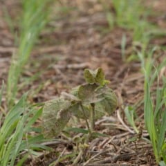 A Comissão de Agricultura da Câmara dos Deputados aprovou o Projeto de Lei 918/25, que classifica imóveis rurais de até 2 mil metros quadrados como propriedades destinadas à produção agropecuária para subsistência ou comercialização.