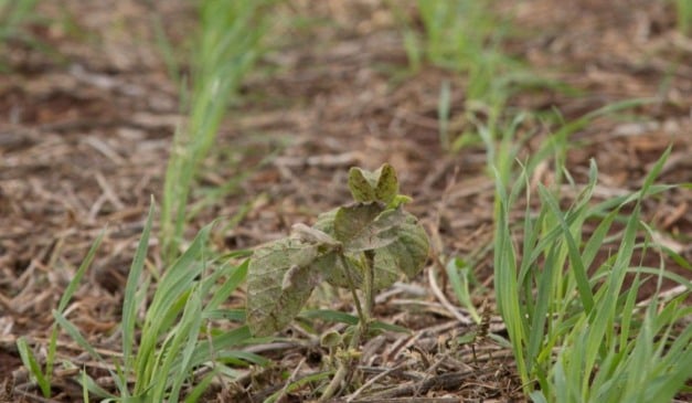 A Comissão de Agricultura da Câmara dos Deputados aprovou o Projeto de Lei 918/25, que classifica imóveis rurais de até 2 mil metros quadrados como propriedades destinadas à produção agropecuária para subsistência ou comercialização.