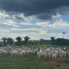 A chegada das chuvas de verão abre um cenário favorável para a recria do gado, pelo aumento da disponibilidade e da qualidade das pastagens