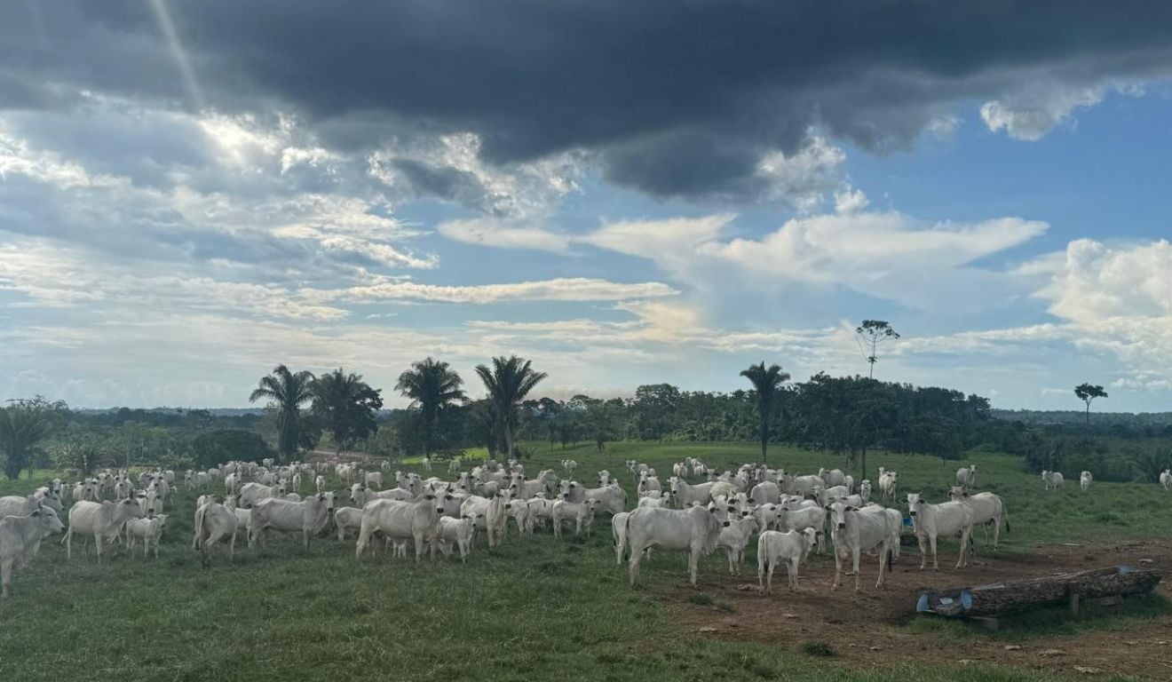 A chegada das chuvas de verão abre um cenário favorável para a recria do gado, pelo aumento da disponibilidade e da qualidade das pastagens