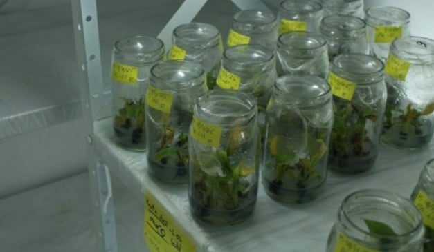 Laboratório de Micropropagação da CATI, em Tietê, São Paulo, produz mudas de morango e banana impulsionando a ciência na fruticultura