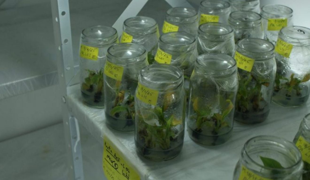 Ciência fortalece a fruticultura em São Paulo