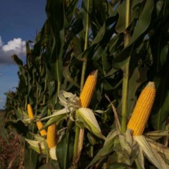 As lavouras de milho de Santa Catarina avançam para estádios mais desenvolvidos, principalmente entre V10 e R4, indicando que a fase de maior risco de infecção por patógenos transmitidos pela cigarrinha-do-milho já passou. Levantamento realizado entre 10 e 17 de novembro mostra média estadual de 11 insetos por armadilha, número compatível com a série histórica do Programa Monitora Milho SC, embora municípios do Grande Oeste, como Ipira, Guatambu, Saudades e Guaraciaba, registrem índices mais altos de infestação.