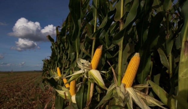 As lavouras de milho de Santa Catarina avançam para estádios mais desenvolvidos, principalmente entre V10 e R4, indicando que a fase de maior risco de infecção por patógenos transmitidos pela cigarrinha-do-milho já passou. Levantamento realizado entre 10 e 17 de novembro mostra média estadual de 11 insetos por armadilha, número compatível com a série histórica do Programa Monitora Milho SC, embora municípios do Grande Oeste, como Ipira, Guatambu, Saudades e Guaraciaba, registrem índices mais altos de infestação.