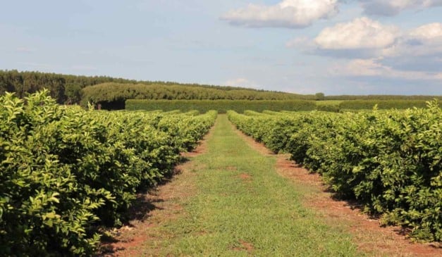 A citricultura em Mato Grosso do Sul gerou R$ 2,4 bilhões, em investimentos estimados na cultura, em cerca 35 mil hectares de projetos prospectados, segundo informações da Secretaria de Meio Ambiente, Desenvolvimento, Ciência, Tecnologia e Inovação (Semadesc). A produção de citros tem sido uma das principais apostas de mercado do agronegócio sul-mato-grossense