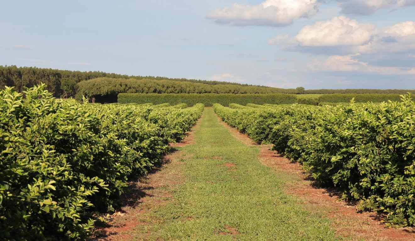 A citricultura em Mato Grosso do Sul gerou R$ 2,4 bilhões, em investimentos estimados na cultura, em cerca 35 mil hectares de projetos prospectados, segundo informações da Secretaria de Meio Ambiente, Desenvolvimento, Ciência, Tecnologia e Inovação (Semadesc). A produção de citros tem sido uma das principais apostas de mercado do agronegócio sul-mato-grossense A citricultura em Mato Grosso do Sul gerou R$ 2,4 bilhões, em investimentos estimados na cultura, em cerca 35 mil hectares de projetos prospectados, segundo informações da Secretaria de Meio Ambiente, Desenvolvimento, Ciência, Tecnologia e Inovação (Semadesc). A produção de citros tem sido uma das principais apostas de mercado do agronegócio sul-mato-grossense