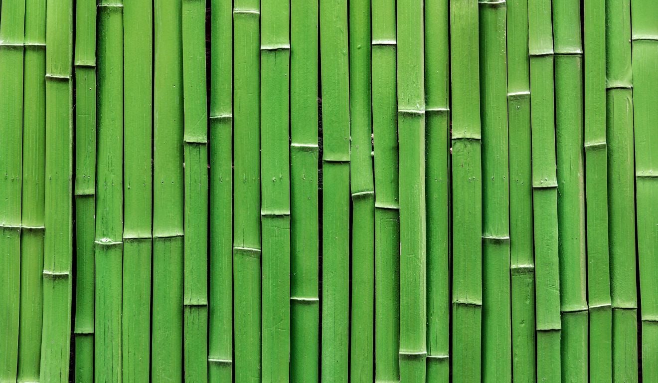 Comissão de Agricultura cobra regulamentação de lei sobre cultivo sustentável de bambu