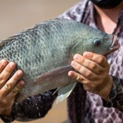 A Comiss&atilde;o de Constitui&ccedil;&atilde;o e Justi&ccedil;a e de Cidadania (CCJ) da C&acirc;mara dos Deputados aprovou, na segunda-feira (15), um projeto de lei que equipara a aquicultura &agrave; atividade agropecu&aacute;ria. A proposta garante aos aquicultores o status de produtores rurais, o acesso a benef&iacute;cios da pol&iacute;tica agr&iacute;cola, como cr&eacute;dito diferenciado, e a dispensa do Registro Geral da Atividade Pesqueira (RGP).