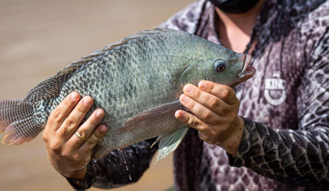 A Comissão de Constituição e Justiça e de Cidadania (CCJ) da Câmara dos Deputados aprovou, na segunda-feira (15), um projeto de lei que equipara a aquicultura à atividade agropecuária. A proposta garante aos aquicultores o status de produtores rurais, o acesso a benefícios da política agrícola, como crédito diferenciado, e a dispensa do Registro Geral da Atividade Pesqueira (RGP). A Comissão de Constituição e Justiça e de Cidadania (CCJ) da Câmara dos Deputados aprovou, na segunda-feira (15), um projeto de lei que equipara a aquicultura à atividade agropecuária. A proposta garante aos aquicultores o status de produtores rurais, o acesso a benefícios da política agrícola, como crédito diferenciado, e a dispensa do Registro Geral da Atividade Pesqueira (RGP).