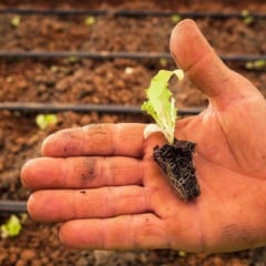 A Comissão de Saúde da Câmara dos Deputados aprovou o Projeto de Lei 3188/24, que cria a nova Política Nacional de Monitoramento e Remediação de Solos Pós-Enchentes. A iniciativa busca garantir segurança alimentar, proteger a saúde pública e orientar o produtor rural na recuperação de áreas atingidas por desastres climáticos, através da análise de solos pós-enchentes.