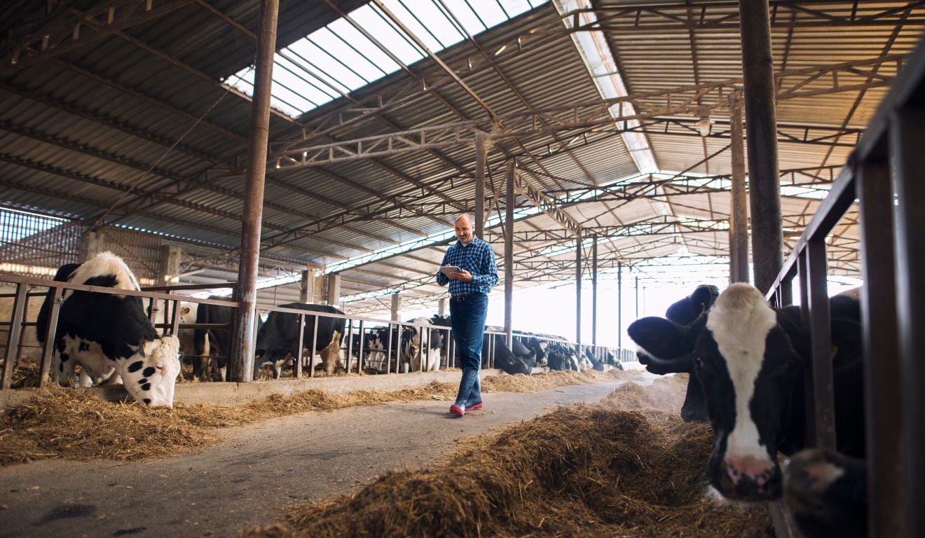 O que é preciso para ter um curral eficiente para realizar a pesagem, vacinação, embarque e exames sanitários para a gestão do rebanho O que é preciso para ter um curral eficiente para realizar a pesagem, vacinação, embarque e exames sanitários para a gestão do rebanho