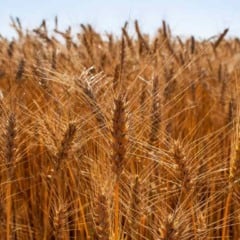 Os produtores de trigo e arroz ganharam um novo refor&ccedil;o para a comercializa&ccedil;&atilde;o e o escoamento da safra. Na &uacute;ltima sexta-feira (12), o governo federal autorizou a Companhia Nacional de Abastecimento (Conab) a realizar leil&otilde;es p&uacute;blicos dos instrumentos Pepro e PEP, com a destina&ccedil;&atilde;o de cerca de R$ 167 milh&otilde;es para as opera&ccedil;&otilde;es, conforme portarias assinadas pelos minist&eacute;rios da Fazenda, do Planejamento e Or&ccedil;amento, do Desenvolvimento Agr&aacute;rio e Agricultura Familiar e da Agricultura e Pecu&aacute;ria.