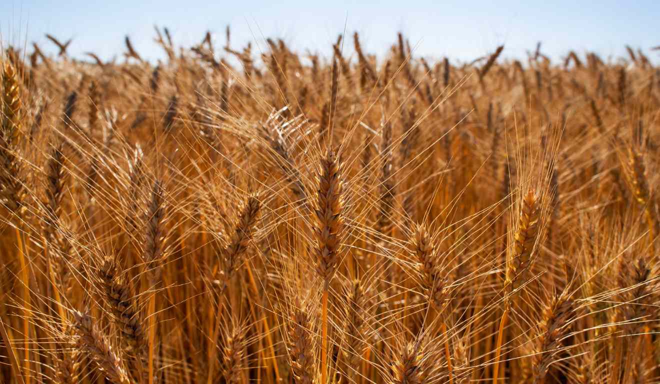 Os produtores de trigo e arroz ganharam um novo reforço para a comercialização e o escoamento da safra. Na última sexta-feira (12), o governo federal autorizou a Companhia Nacional de Abastecimento (Conab) a realizar leilões públicos dos instrumentos Pepro e PEP, com a destinação de cerca de R$ 167 milhões para as operações, conforme portarias assinadas pelos ministérios da Fazenda, do Planejamento e Orçamento, do Desenvolvimento Agrário e Agricultura Familiar e da Agricultura e Pecuária.