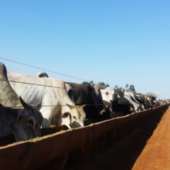 Um manejo adequado na entrada do confinamento bovino reduz perdas, previne doen&ccedil;as e favorece a adapta&ccedil;&atilde;o dos animais ao novo sistema