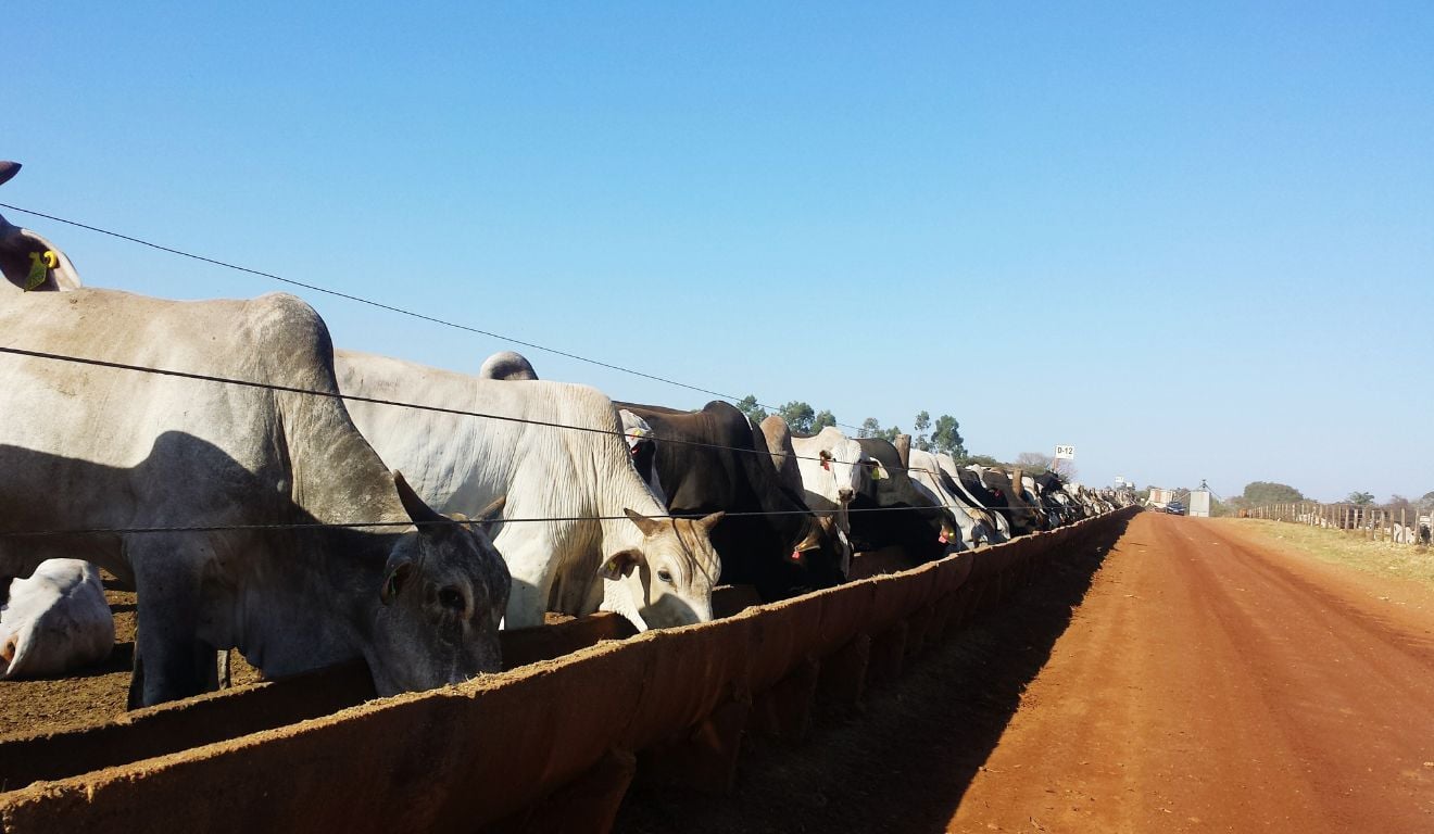 Um manejo adequado na entrada do confinamento bovino reduz perdas, previne doenças e favorece a adaptação dos animais ao novo sistema