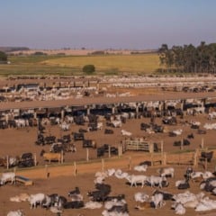 A pecuária inicia um momento decisivo. Produtores mantêm animais pesados no pasto, prontos para engorda, mas relutam no confinamento, o que deve afetar na reposição do rebanho em 2026