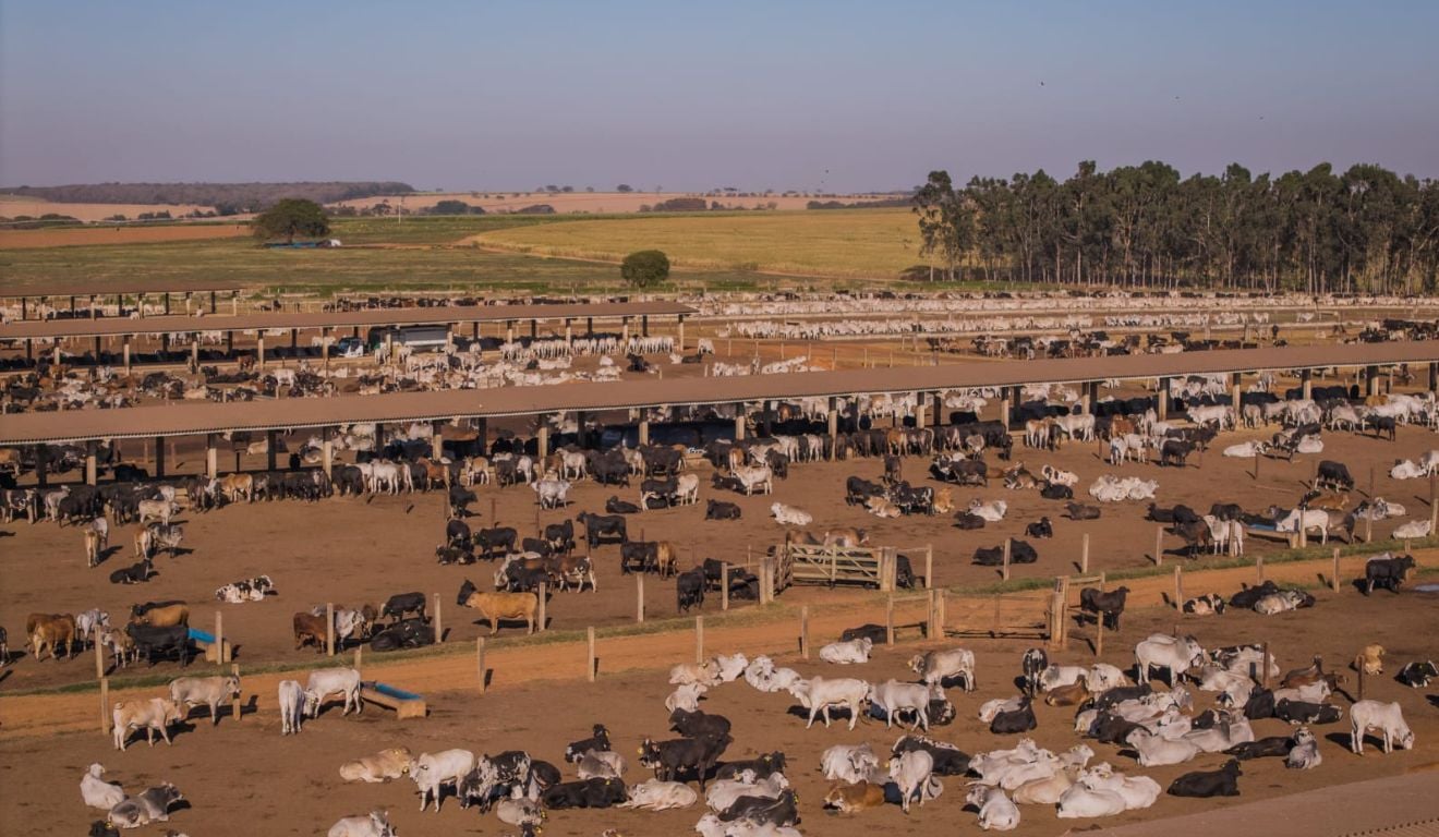 A pecuária inicia um momento decisivo. Produtores mantêm animais pesados no pasto, prontos para engorda, mas relutam no confinamento, o que deve afetar na reposição do rebanho em 2026