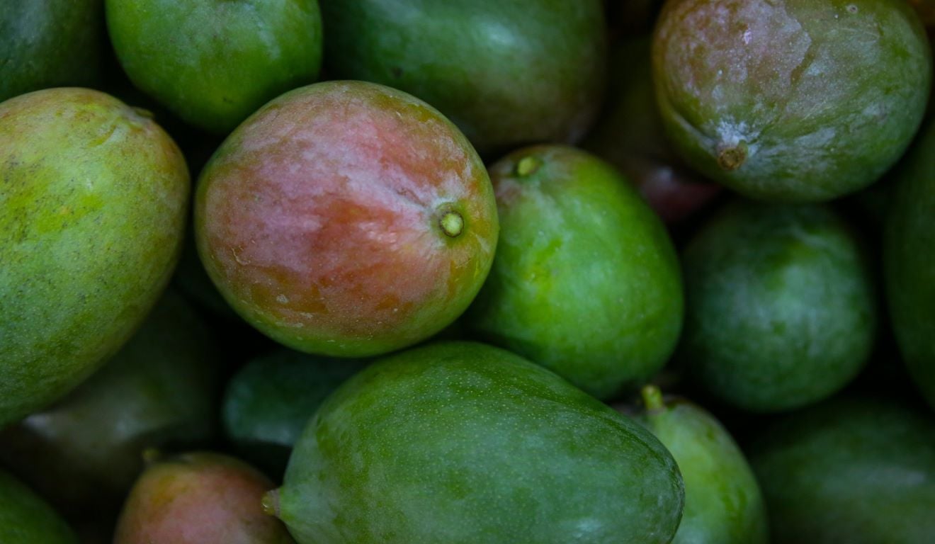 O Serviço Nacional de Aprendizagem Rural (Senar) mantém, há oito anos, em Juazeiro (BA), o Centro de Excelência em Fruticultura (CEF), que oferece cursos técnicos, de qualificação profissional e de curta duração voltados à cadeia produtiva da fruticultura. O Serviço Nacional de Aprendizagem Rural (Senar) mantém, há oito anos, em Juazeiro (BA), o Centro de Excelência em Fruticultura (CEF), que oferece cursos técnicos, de qualificação profissional e de curta duração voltados à cadeia produtiva da fruticultura.