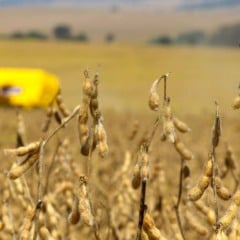 Os custos de produção seguem como o principal fator que orienta o desempenho das cadeias agropecuárias do Paraná, aponta o Boletim Conjuntural do Departamento de Economia Rural (Deral), divulgado nesta quinta-feira (4)
