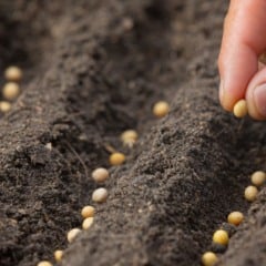 Aprenda a diferença entre grão e semente e como funciona na prática da produção agrícola e no dia-a-dia do campo