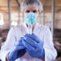 A diferen&ccedil;a entre vacinas registradas e aut&oacute;genas exigem aten&ccedil;&atilde;o na tomada de decis&atilde;o sanit&aacute;ria para produtores na pecu&aacute;ria