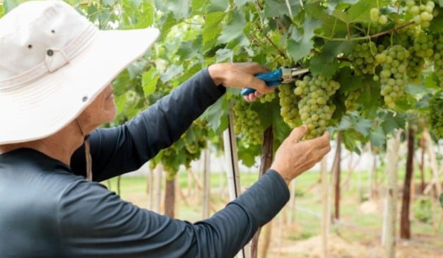 A Emater Goiás conduz pesquisas voltadas à avaliação de variedades de uva adaptadas às condições do Cerrado