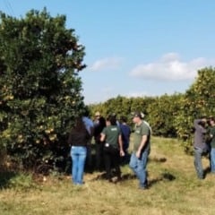 A Emater-MG informa uma s&eacute;rie de orienta&ccedil;&otilde;es para produtores de Minas Gerais sobre cuidados na fruticulutra na safra de ver&atilde;o