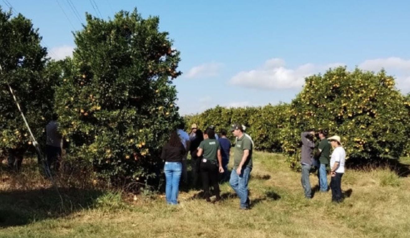 A Emater-MG informa uma série de orientações para produtores de Minas Gerais sobre cuidados na fruticulutra na safra de verão A Emater-MG informa uma série de orientações para produtores de Minas Gerais sobre cuidados na fruticulutra na safra de verão
