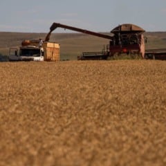 De acordo com o Informativo Conjuntural da Emater/RS-Ascar divulgado nesta quinta-feira (11), a colheita do trigo no Rio Grande do Sul entra na fase final, restando apenas 1% das lavouras em áreas de maior altitude do Planalto e dos Campos de Cima da Serra. Nessas regiões, o ciclo se prolongou por causa do período vegetativo mais longo. Na região de Caxias do Sul, a falta de chuvas por cerca de 20 dias acelerou os trabalhos, que já atingem 80% da área cultivada
